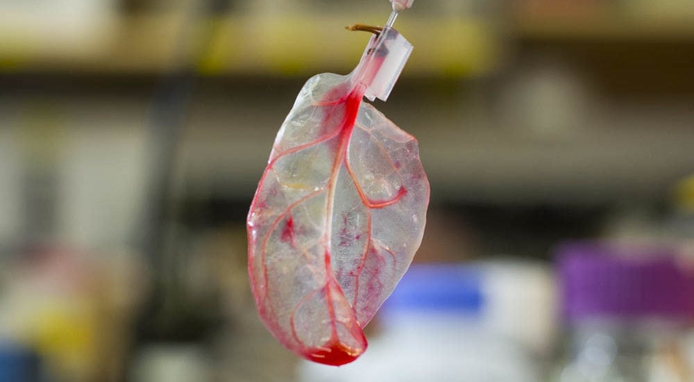 heart from spinach