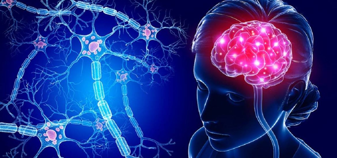 NeurÃ³n vs. UmelÃ½ neurÃ³n