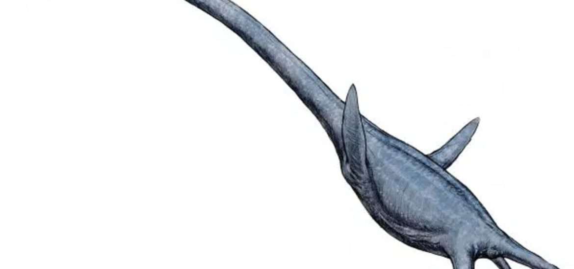 Vedci objavili nový druh predátorského elasmosaura